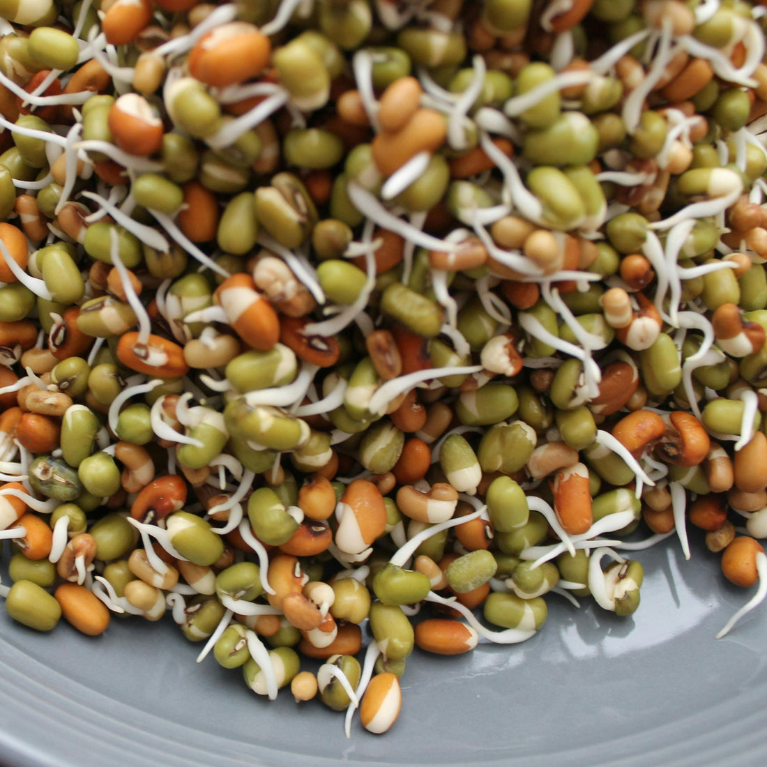 Guide: Plant-based proteins